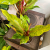 6” Philodendron Quadricolor