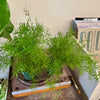 4" Asparagus Fern