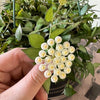 6”HB Hoya Krohniana Black