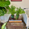 4" Asparagus Fern