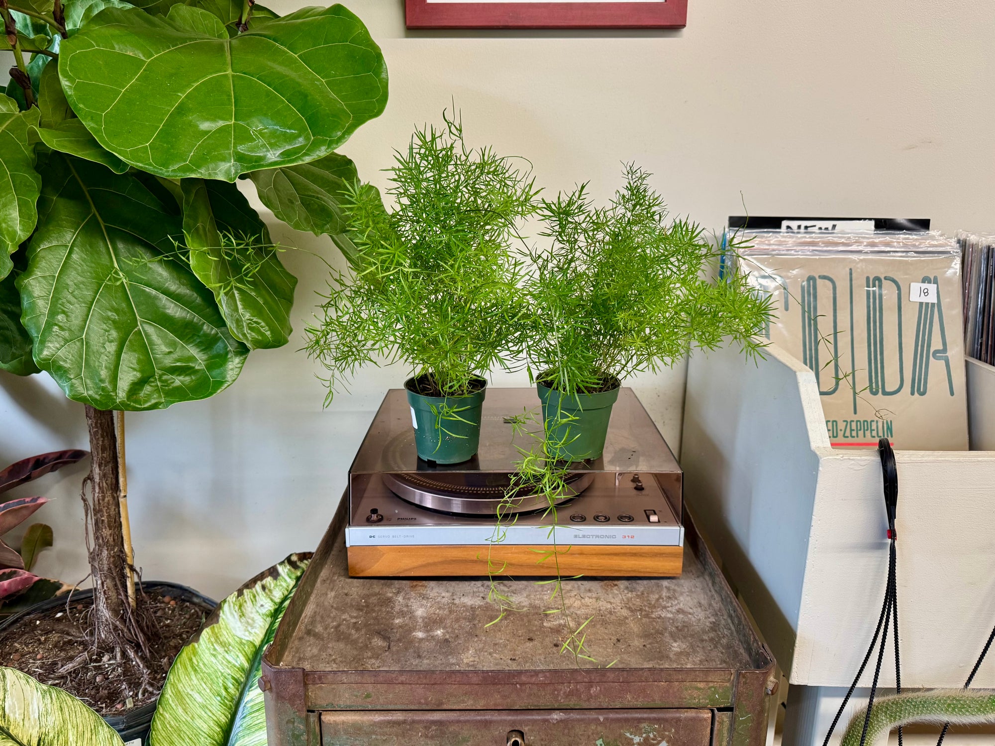 4" Asparagus Fern