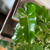 8” Philodendron Burle Marx