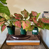 4" Aglaonema Ruby Ray