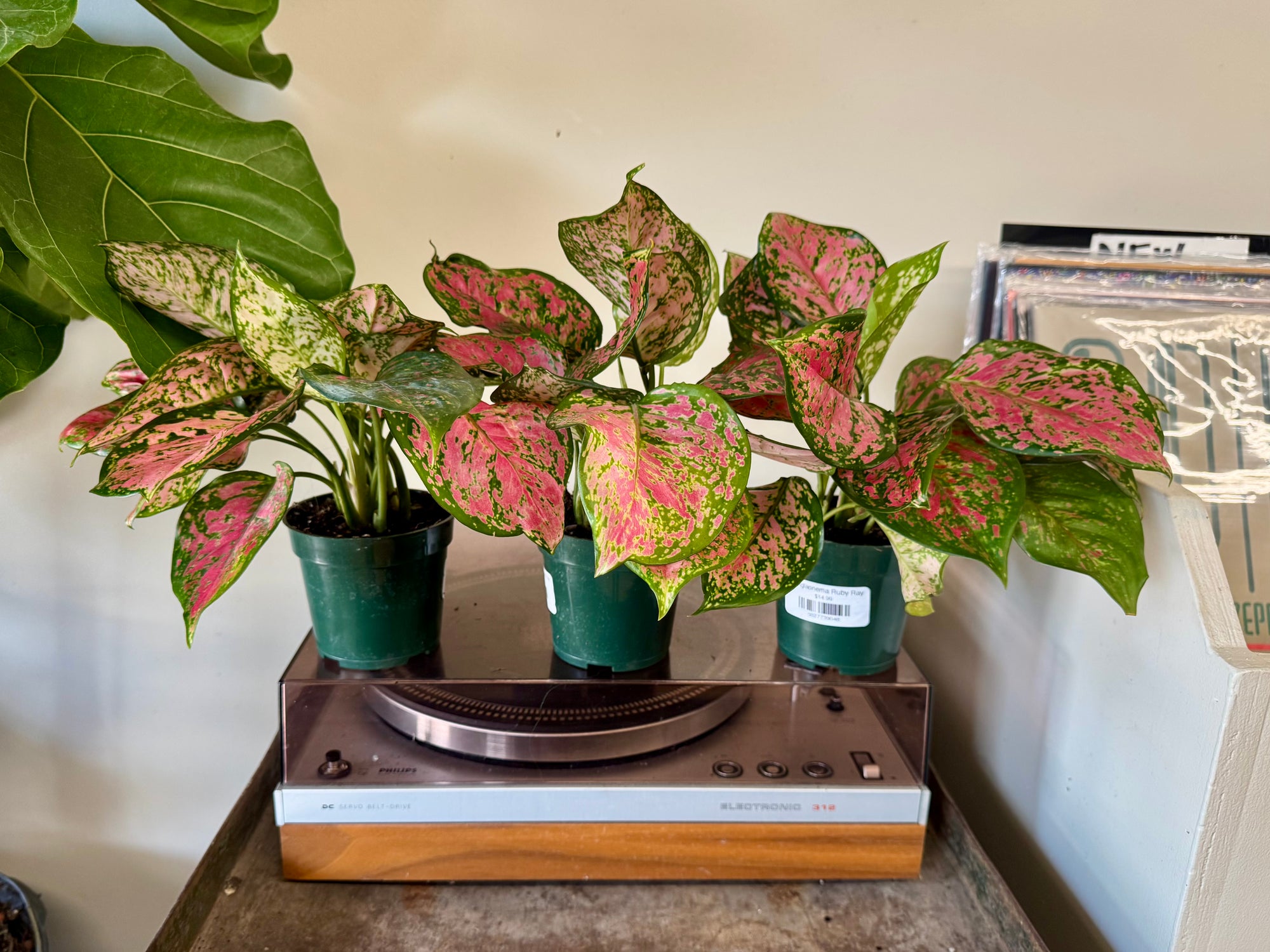 4" Aglaonema Ruby Ray