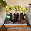 4” Variegated Euphorbia Poissonii