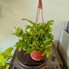 6”HB Fern Leaf Cactus
