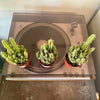 2.5” Fairytail Castle Cactus