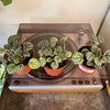 4” Peperomia Burbella