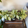 4” Syngonium Holly M