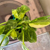 4” Philodendron 'Green Congo Nuclear' Variegated