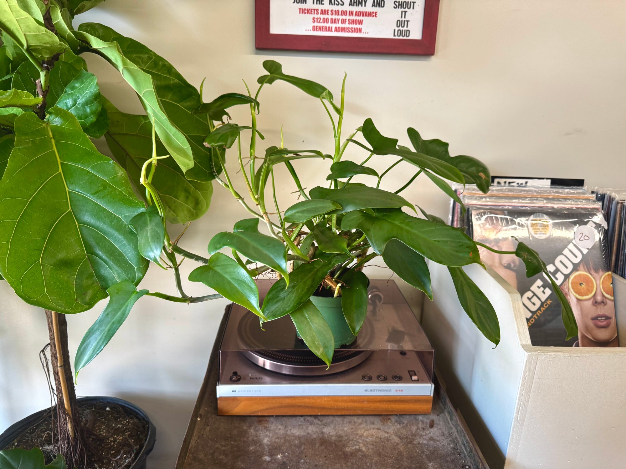 6" Philodendron Bippenifolium