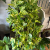 8”HB Churchill Gold Pothos