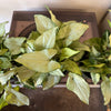 4” Syngonium Holly M
