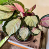 6” Calathea Rosy (Pale)