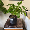 8” Philodendron Burle Marx