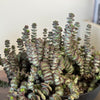 6” Baby String of Buttons