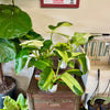 4" Philodendron 'Jose Bueno’