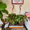 6”HB Begonia Soli-Mutata