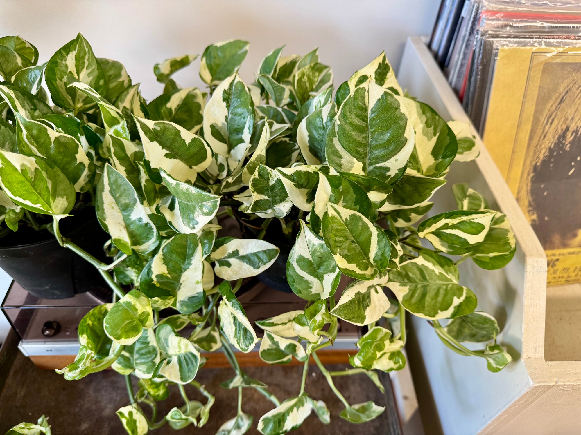 6" Pothos N'Joy Mixed