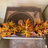4” Sedum Coppertone