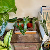 6” Philodendron Billietiae Black