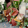 4”HB Hoya Caudata Sumatra