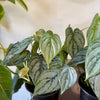 4" Philodendron Brandi