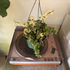 6”HB Variegated Hoya Compacta