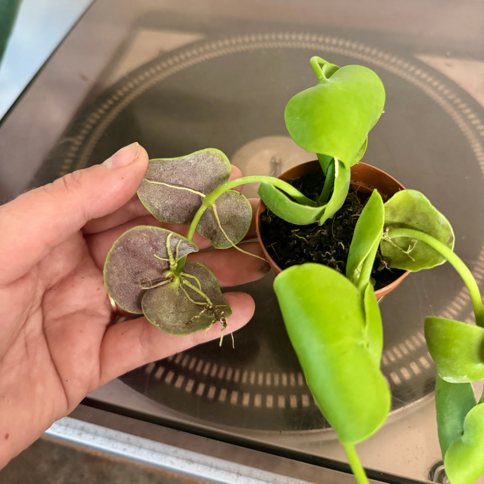 2” Dischidia Platyphylla