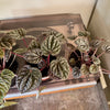 4” Peperomia Ripple "Emerald"