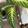 4” Xanthosoma Lindenii Magnificum