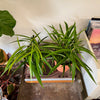 6” Ficus Ali