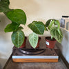 4” Syngonium Macrophyllum 'Ice Frost'
