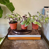 4” Tradescantia Bubblegum