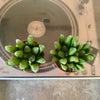 2.5” Haworthia Turgida