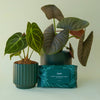 Plant Cleansing Wipes