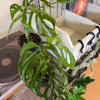 5” Monstera Esqueleto