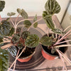 4" Peperomia Ripple ‘Dark Beauty’