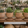 5” Terracotta Planter w/ Saucer