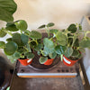 4" Peperomia Incana