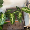 4” Xanthosoma Lindenii Magnificum
