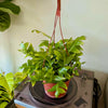 6”HB Fern Leaf Cactus
