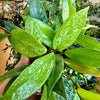 4" Hoya Pubicalyx Splash