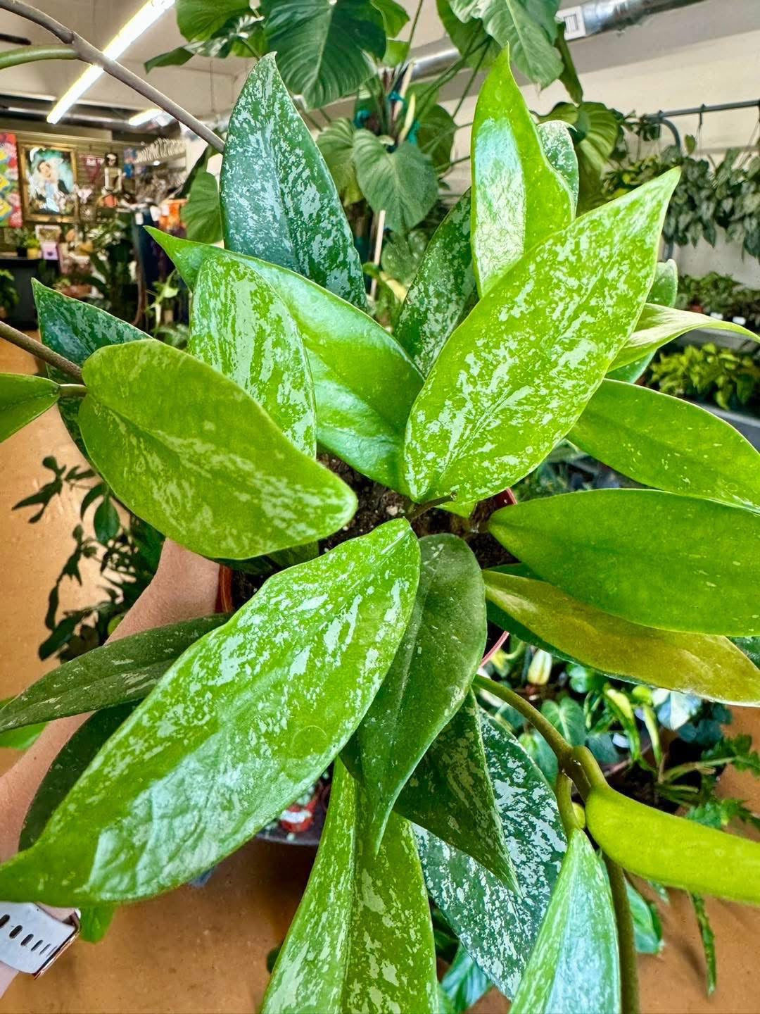 4" Hoya Pubicalyx Splash