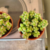 4” Crassula Rupestris