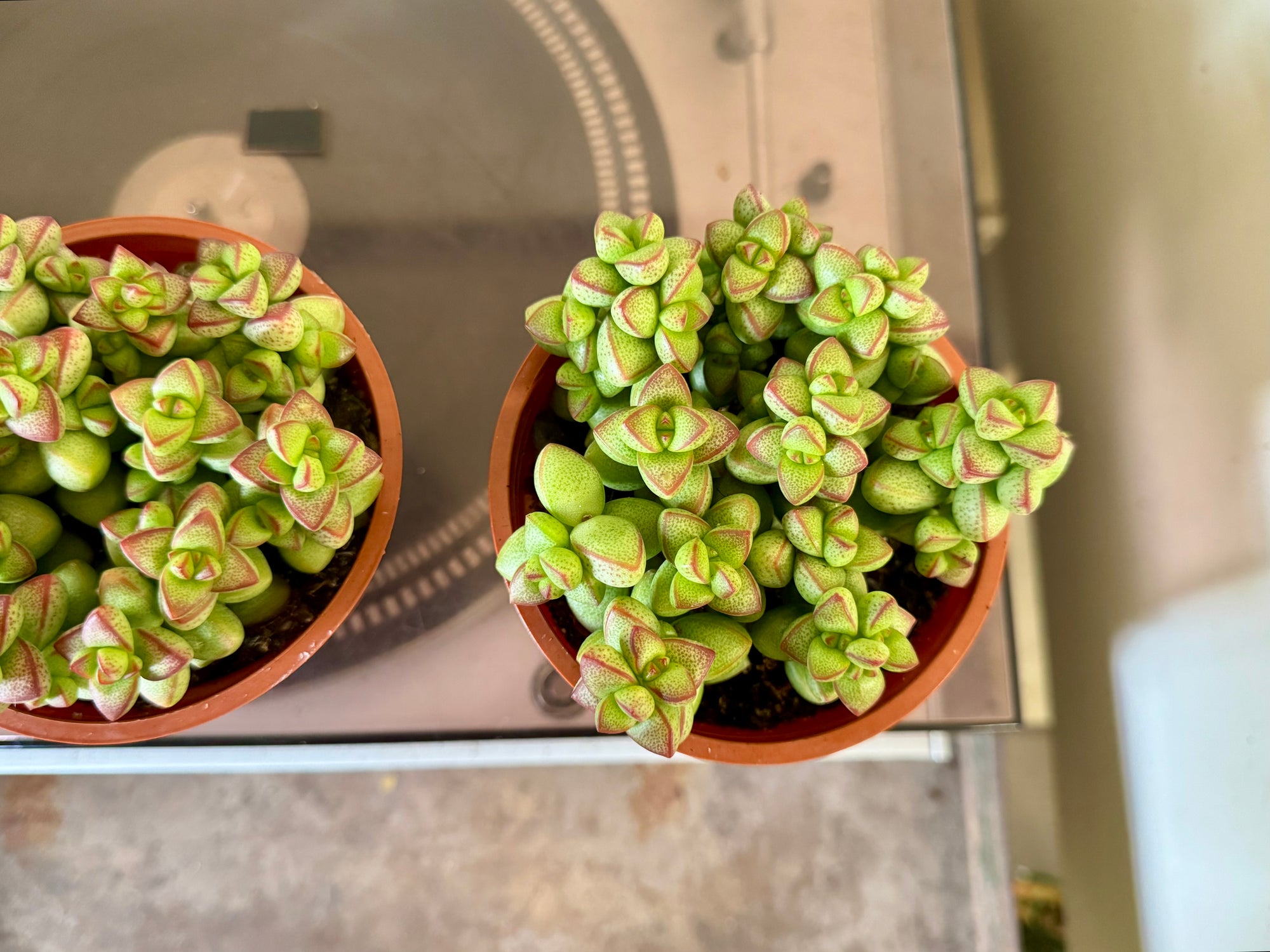 crassula rupestris succulent 4” Crassula Rupestris – Bloomora Botanicals