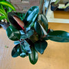8” Ficus Burgundy Braid