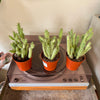 3.25” Opuntia NOID