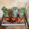 3.25” Cereus Spiral
