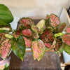 4" Aglaonema Ruby Ray